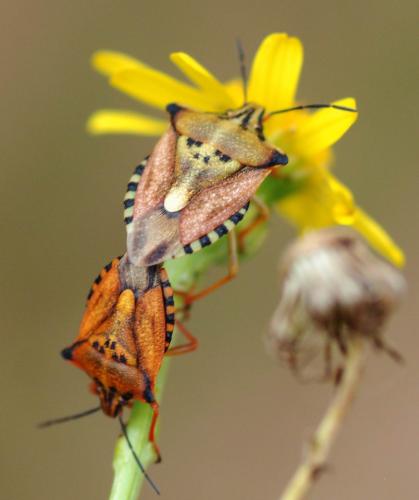 Carpocoris mediterraneus atlanticus