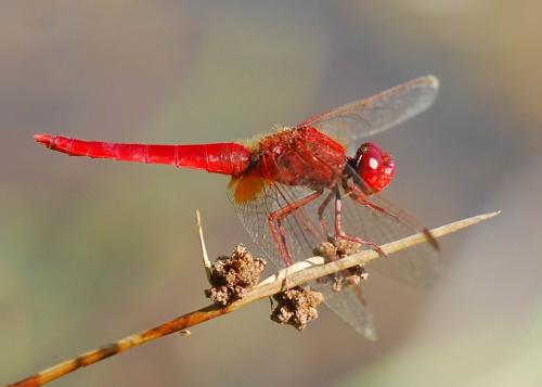 Réf. 77 060 : Crocothemis erythraea