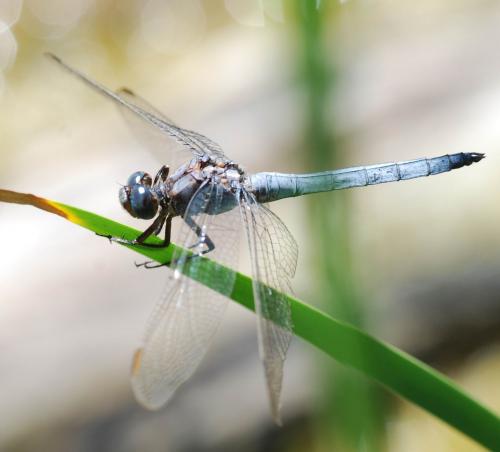 Orthetrum sp.