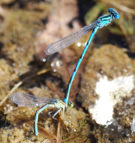 Erythromma lindenii