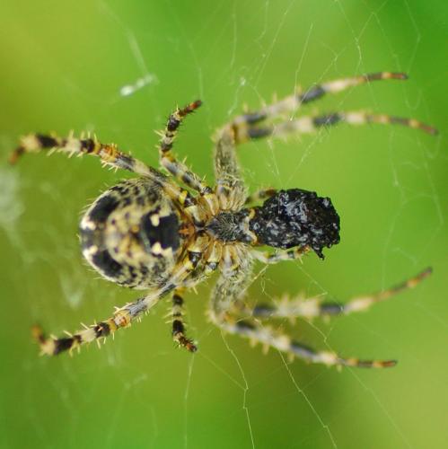 Araneus diadematus