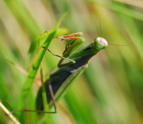 Réf. 77 516 : Mantis religiosa