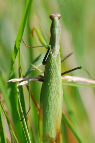 Réf. 77 518 : Mantis religiosa
