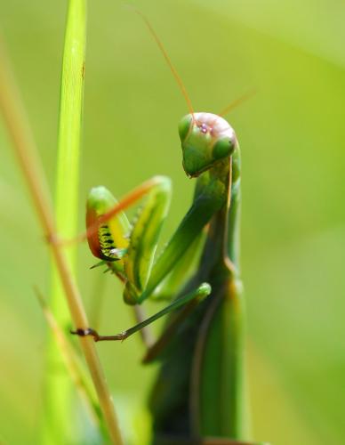 Réf. 77 517 : Mantis religiosa