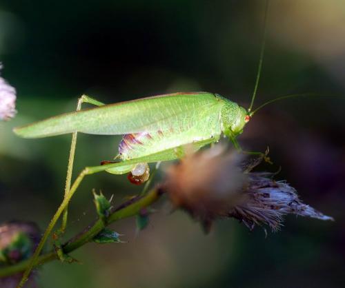 Phaneroptera sp.