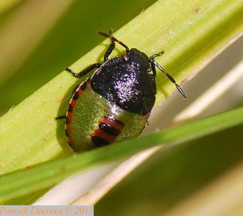 Piezodorus lituratus