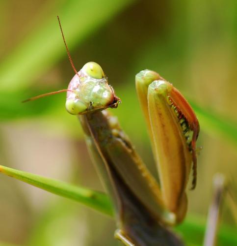 Réf. 77 519 : Mantis religiosa