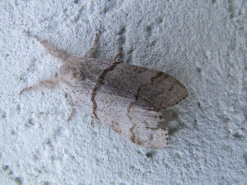 Réf. 77 789 : Calliteara pudibunda