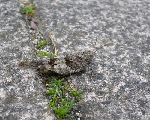 Oedipoda caerulescens caerulescens