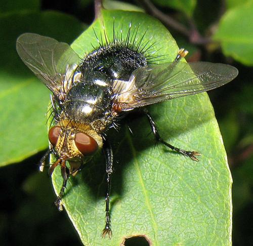 Epalpus signifer