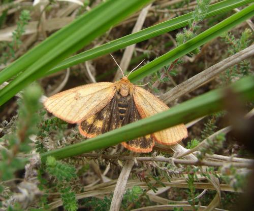 Diacrisia sannio