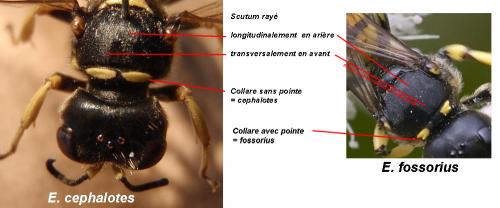 Réf. 77 611 : Ectemnius divers
