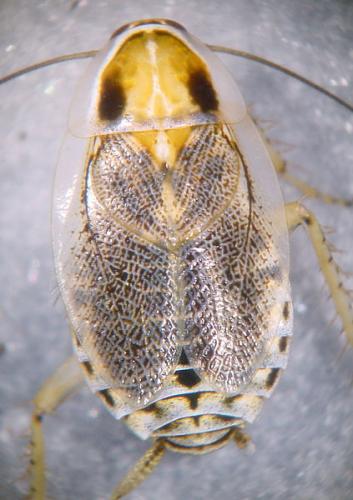 Réf. 77 703 : Ectobius lucidus