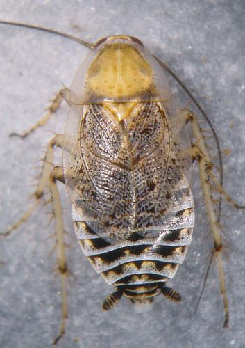 Réf. 77 702 : Ectobius eckerleini