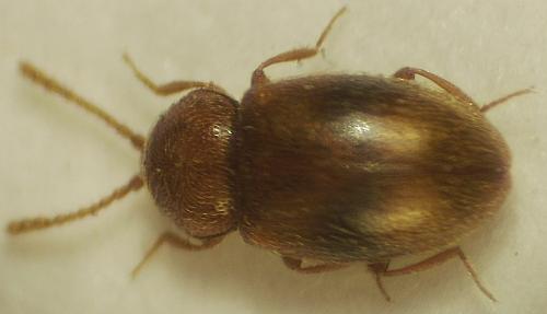 Atomaria sp.