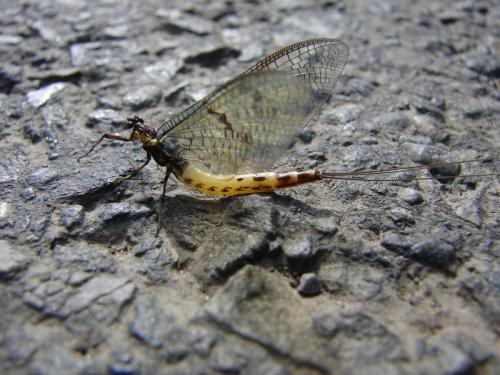Ephemera danica