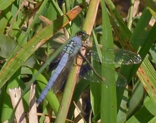 Réf. 77 755 : Erythemis simplicicollis