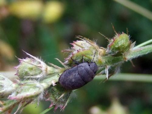 Réf. 77 091 : Odontoscelis sp.