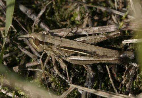 Euchorthippus elegantulus