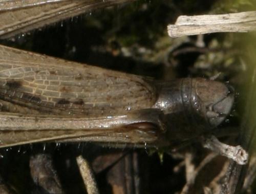 Euchorthippus elegantulus