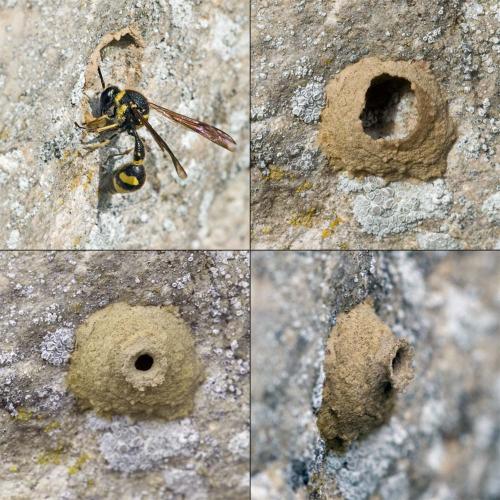 Eumenes sp.