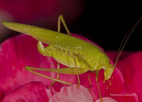Phaneroptera nana