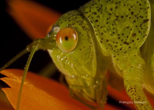 Phaneroptera nana