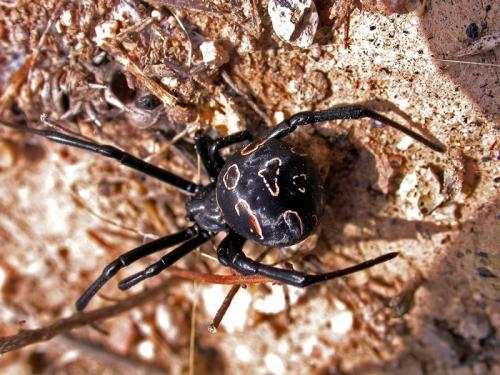 Réf. 77 713 : Latrodectus tredecimguttatus