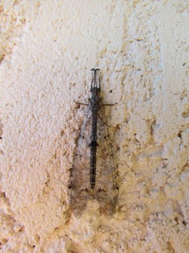 Réf. 77 182 : Distoleon tetragrammicus