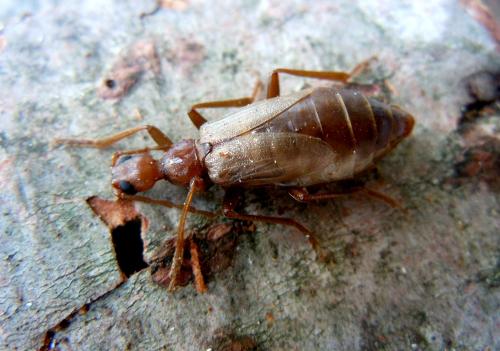 Réf. 77 155 : Vesperus luridus