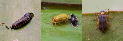 Réf. 77 950 : Galerucella nymphaeae