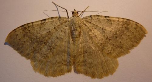 Réf. 77 583 : Triphosa sabaudiata