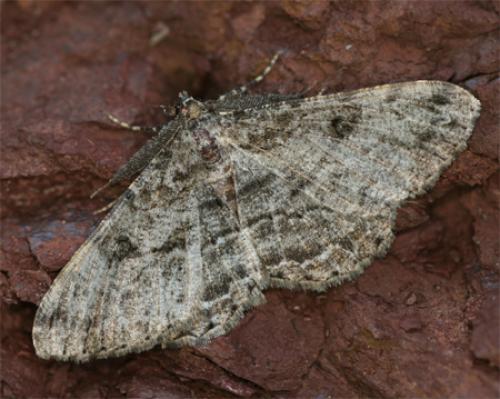 Réf. 77 149 : Peribatodes rhomboidaria