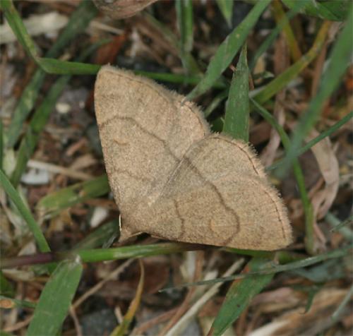 Paracolax tristalis