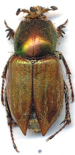 Glaphyrus superbus straussi