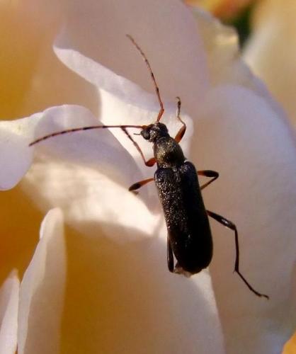 Réf. 77 896 : Grammoptera ruficornis