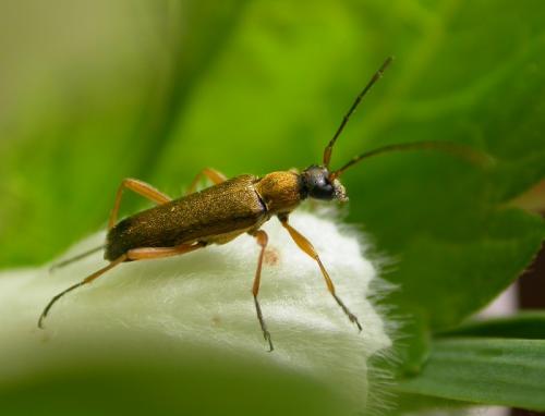 Grammoptera ustulata