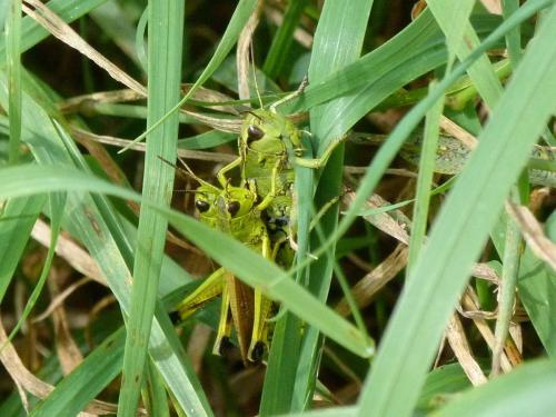 Réf. 77 150 : Stethophyma grossum
