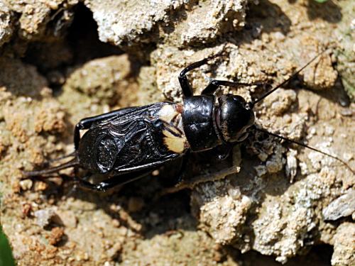 Gryllus bimaculatus
