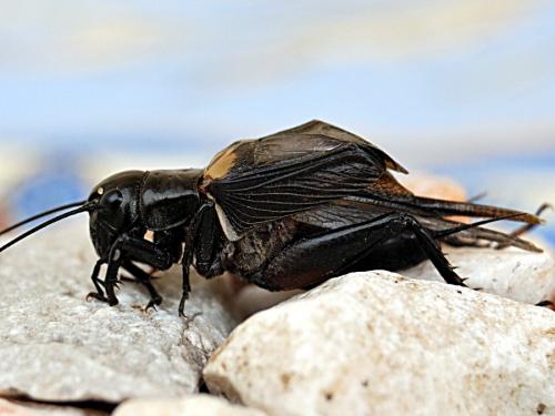 Gryllus bimaculatus