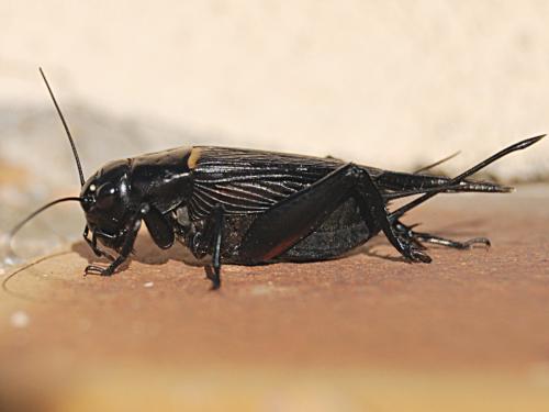 Gryllus bimaculatus