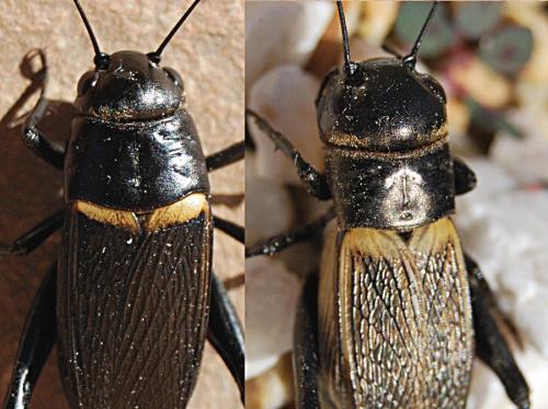 Gryllus divers