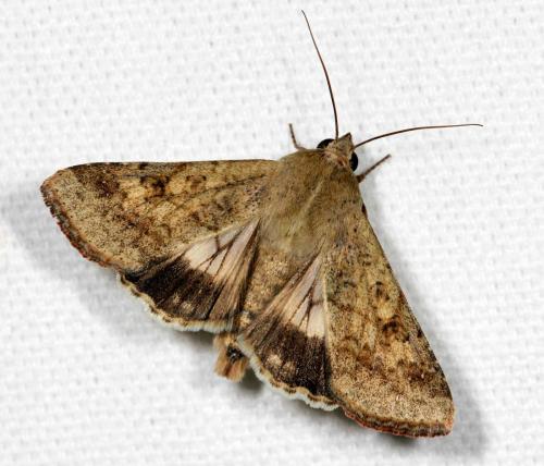 Réf. 77 049 : Helicoverpa armigera