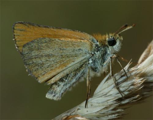 Thymelicus sp.