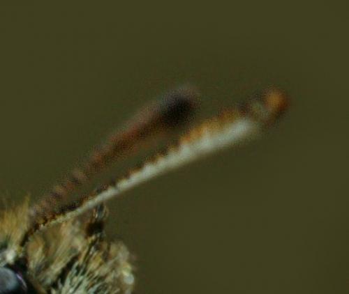 Thymelicus sp.
