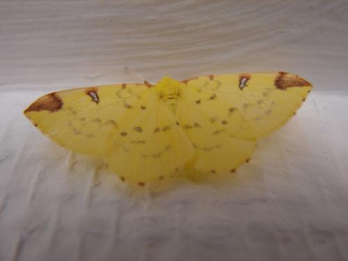 Opisthograptis luteolata