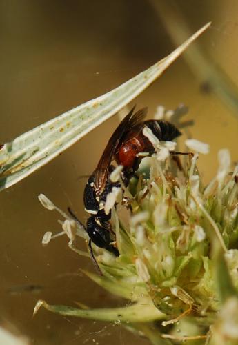 Hylaeus (meridionalis-variegatus)