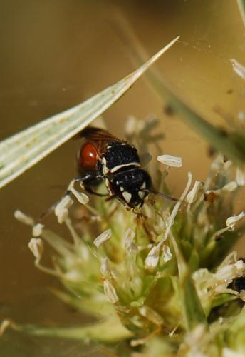 Réf. 77 820 : Hylaeus (meridionalis-variegatus)