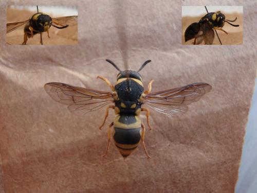 Réf. 77 364 : Euodynerus sp.