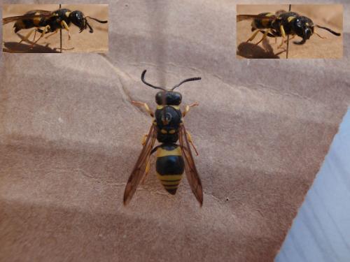 Réf. 77 365 : Ancistrocerus sp.